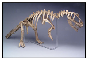 Allosaurus skeleton